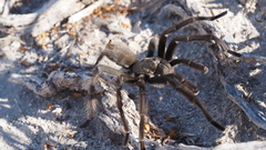 Aphonopelma eutylenum