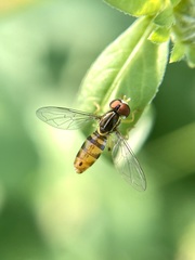 Toxomerus floralis