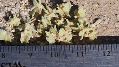 Atriplex canescens macilenta