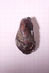 Modiolus modiolus