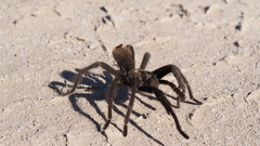 Aphonopelma eutylenum