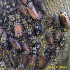 Aetalion reticulatum