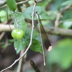 Mecistogaster ornata