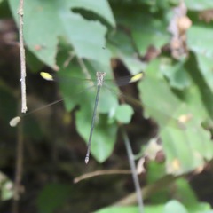 Mecistogaster ornata