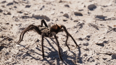 Aphonopelma eutylenum