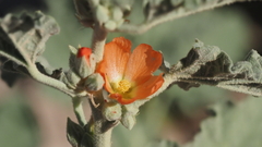 Sphaeralcea orcuttii