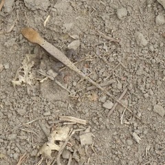 Sceloporus siniferus