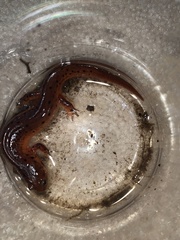 Pseudotriton montanus montanus