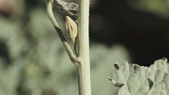 Sphaeralcea orcuttii