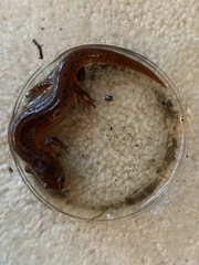 Pseudotriton montanus montanus