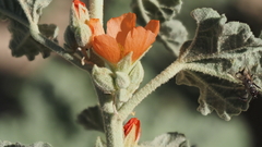 Sphaeralcea orcuttii