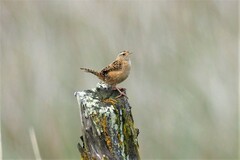 Cistothorus platensis