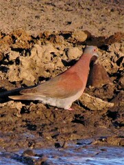 Patagioenas cayennensis