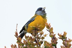 Phrygilus patagonicus