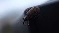 Curculionidae