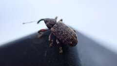 Curculionidae