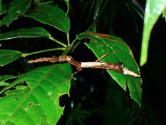 Phenacephorus cornucervi