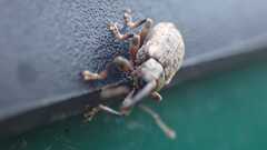 Curculionidae