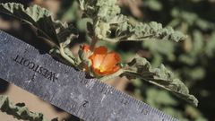 Sphaeralcea orcuttii