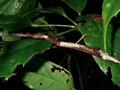 Phenacephorus cornucervi