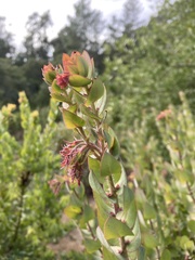Arctostaphylos pallida