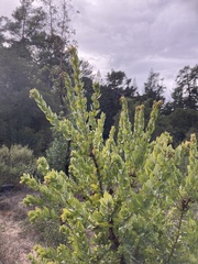 Arctostaphylos pallida