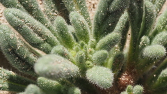 Nama hispida spathulata