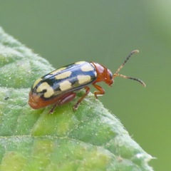 Disonycha scriptipennis