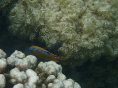 Neoglyphidodon polyacanthus