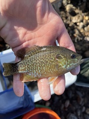 Lepomis macrochirus × cyanellus