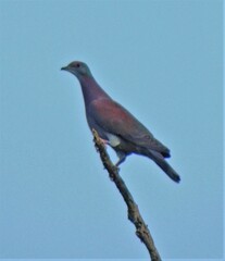 Patagioenas cayennensis
