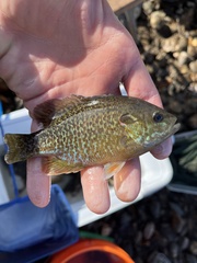 Lepomis macrochirus × cyanellus