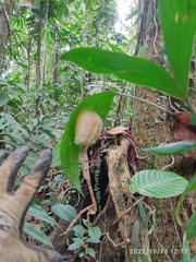 Tauromantis championi