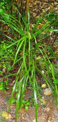 Cordyline pumilio