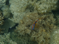 Neoglyphidodon polyacanthus