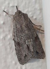 Ichneutica ustistriga
