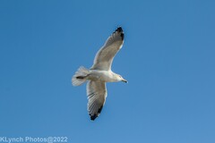 Larus argentatus