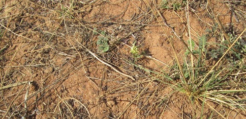 Jatropha erythropoda image