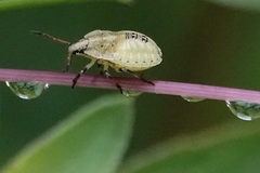 Carpocorini