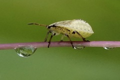 Carpocorini