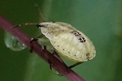 Carpocorini