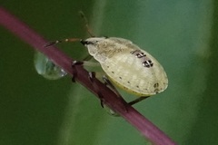Carpocorini