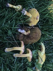 Suillus americanus