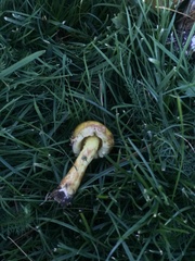 Suillus americanus