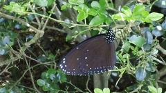 Euploea eunice