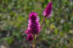 Celosia