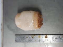 Actinostola callosa