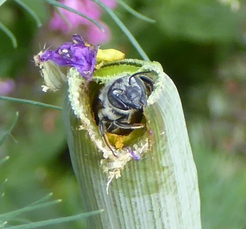Silver-tailed Petalcutter photographed in Colorado