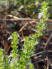 Teucrium cubense