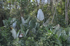 Calathea lutea